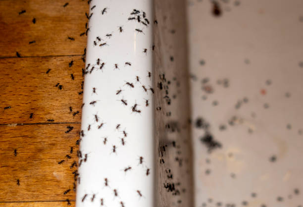 Best Affordable Pest Control Services  in Canton, MS